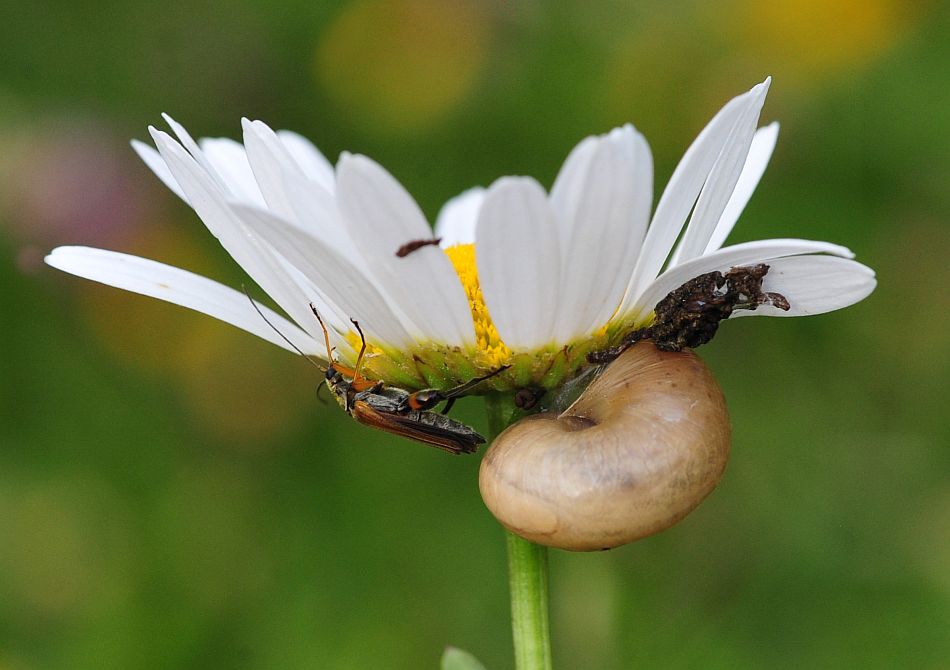 La vita in un fiore - seconda parte